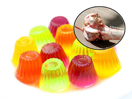 terbuat dari apa gelatin dan agar